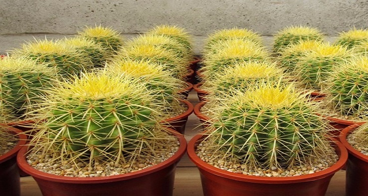 Para qué sirven las flores de los cactus? La verdad oculta detrás de sus  asombrosos pétalos – Enséñame de Ciencia