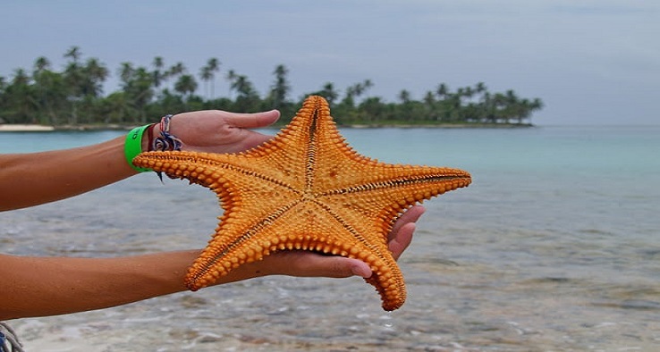 El peligro de fotografiar a las estrellas de mar - Clima de cambios PUCP