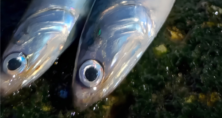 ¿Qué pasa con los peces cuando se calienta el mar?