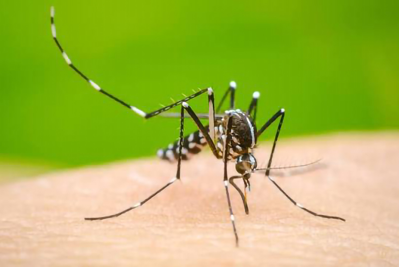 Dengue: ¿Qué es y cómo prevenirlo?